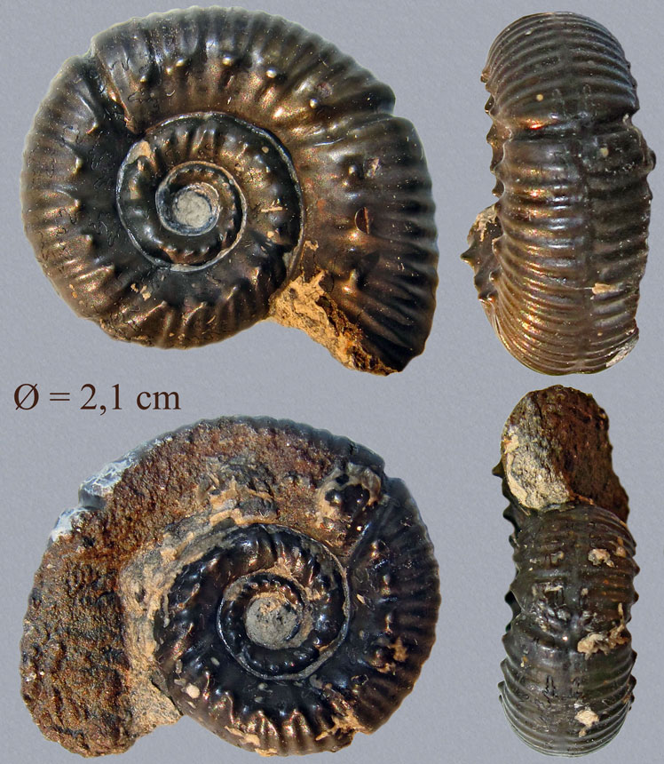 Reineckeites stuebeli