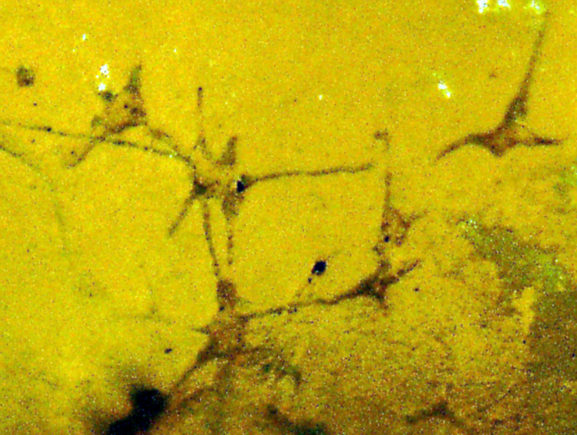 Ropalonaria arachne (FISCHER, 1866)