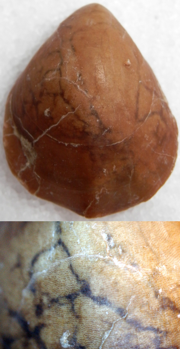 Arachnostega gastrochaenolites BERTLING, 1992