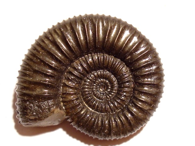 Parapeltoceras stolleyi