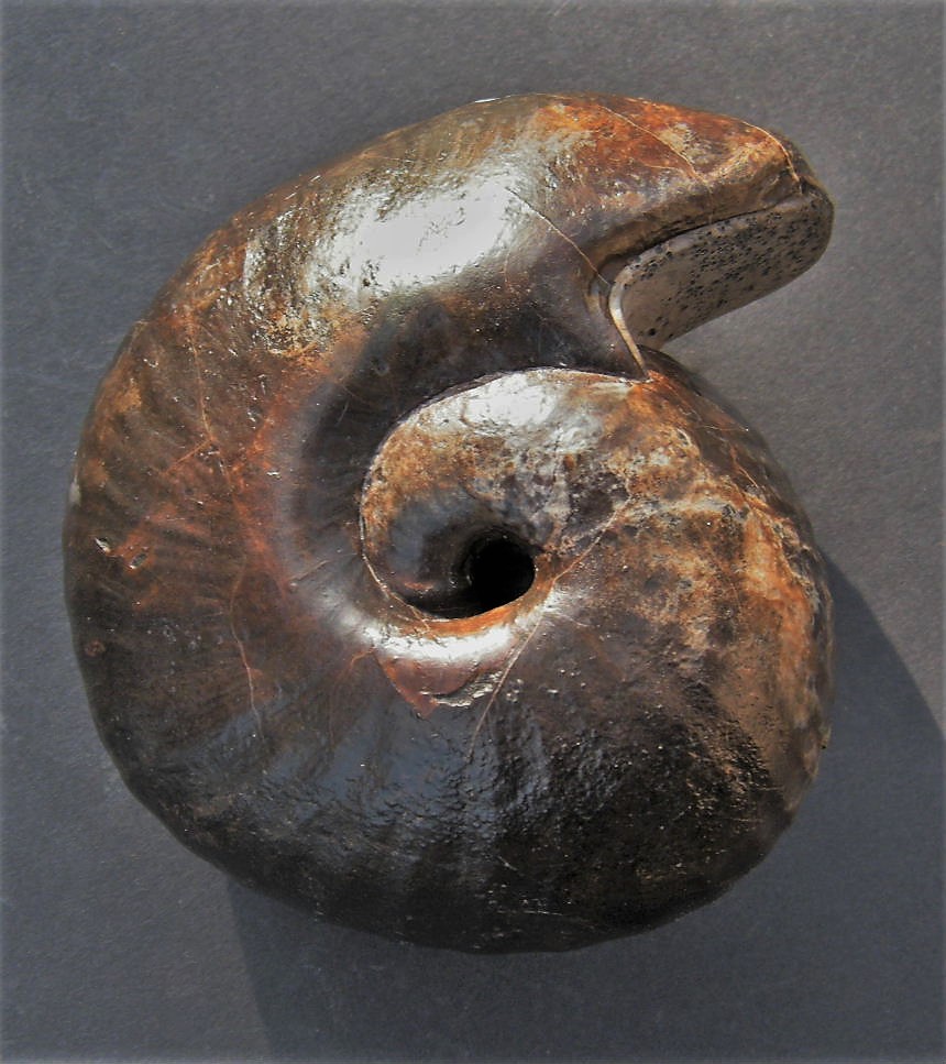 Bullatimorphites hannoveranus (J.Roemer)