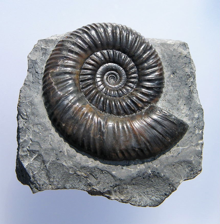 Cleistosphinctes cleistus