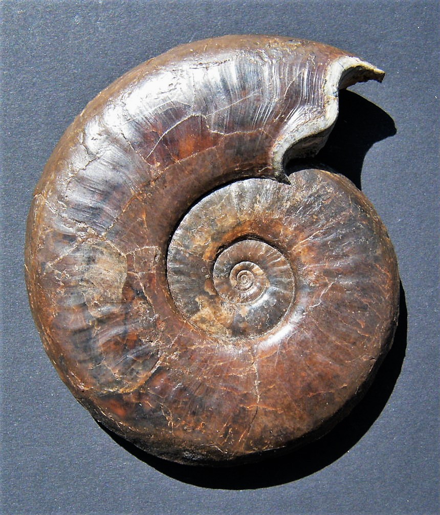 Dorsetensia romani (Oppel)