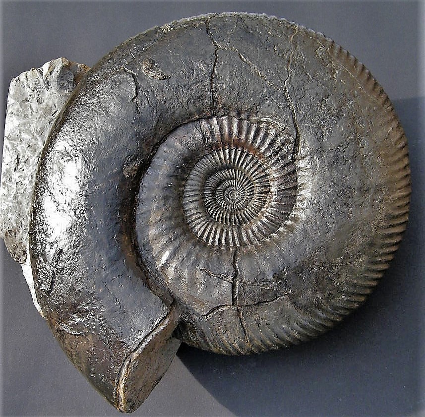 Durotrigensia sp.