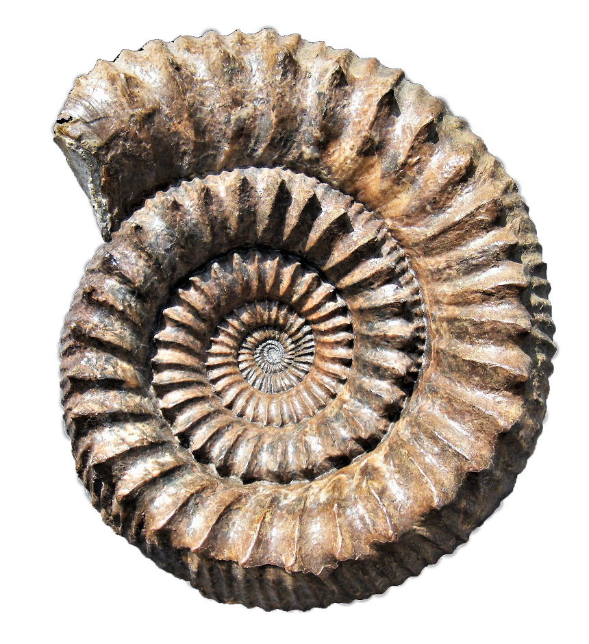 Gibbistephanus sp.