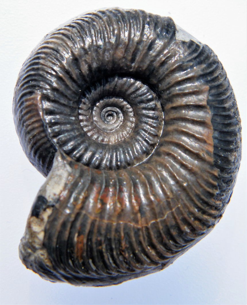 Normannites sp. (pathologisch)