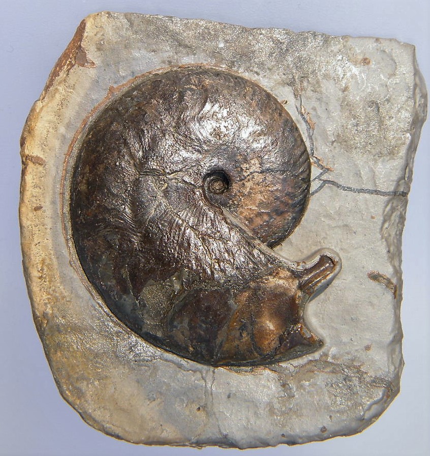Oecotraustes bradleyi
