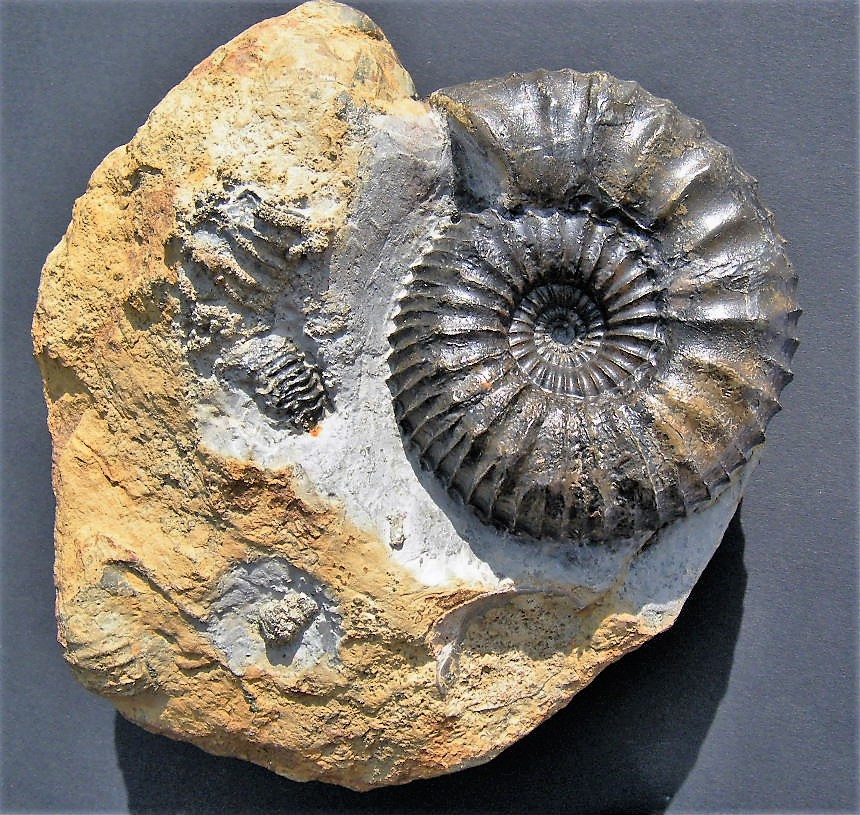 Orthogarantiana crassa Bentz