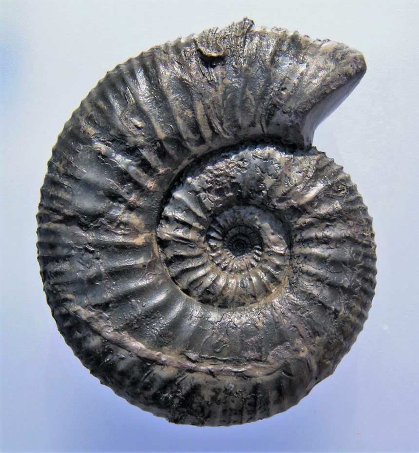 Orthogarantiana schroederi