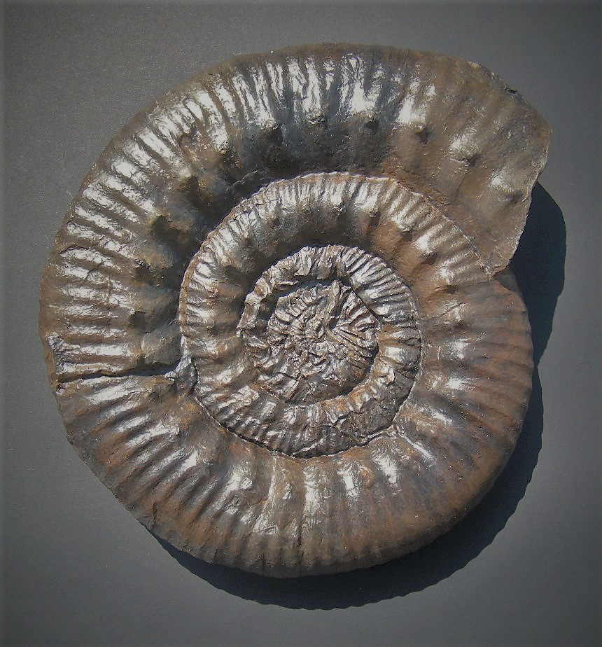 Skirroceras nodosum