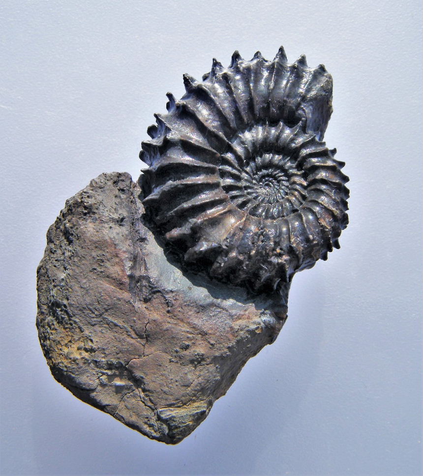Strenoceras sp.