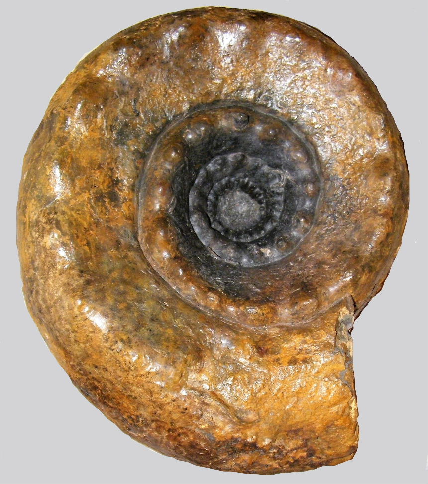 Teloceras banksii (Sowerby)