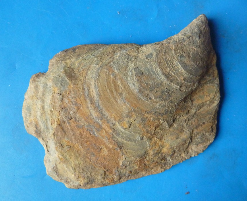Isognomon isognomonoides (STAHL)