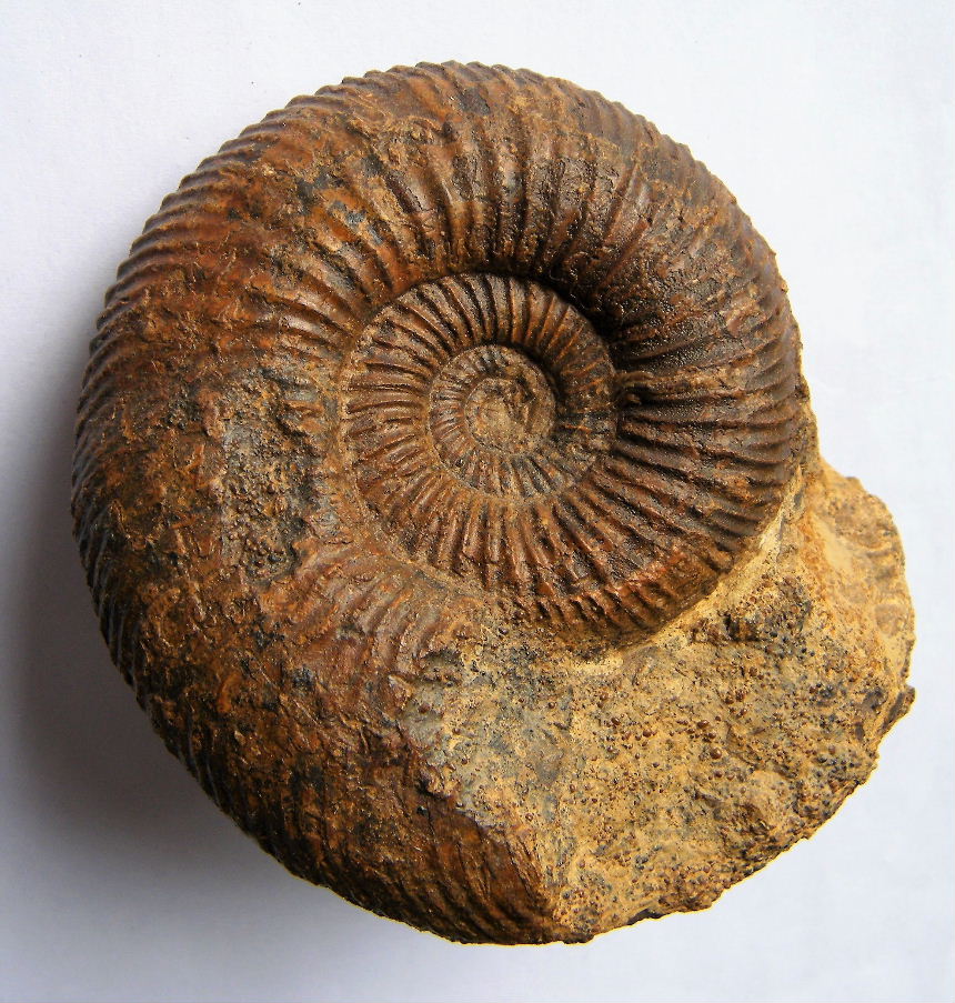 Garantiana subgaranti