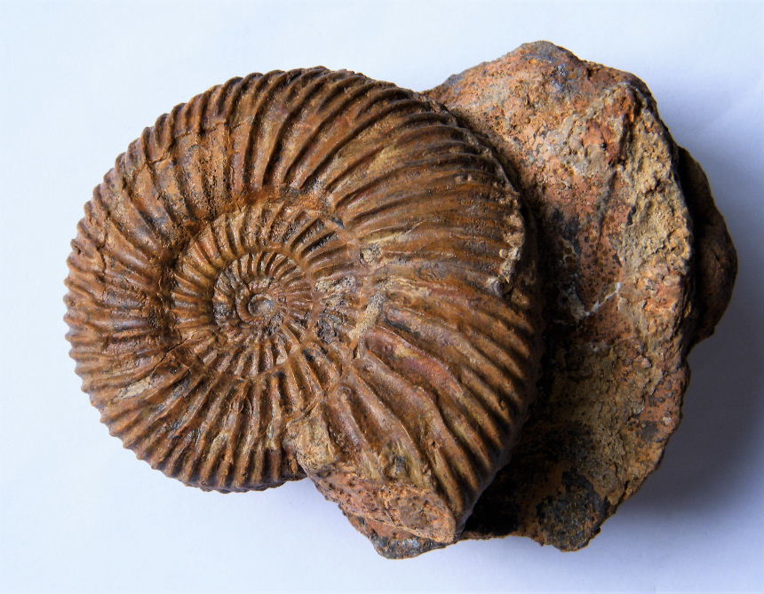 Parkinsonia zatwornitzkii