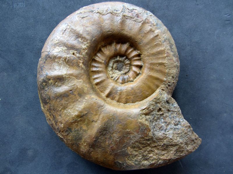 Sonninia (Euhoploceras) adicra