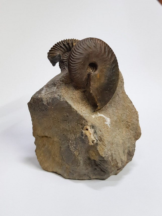 Oppelia sp. und Itinsaites sp.