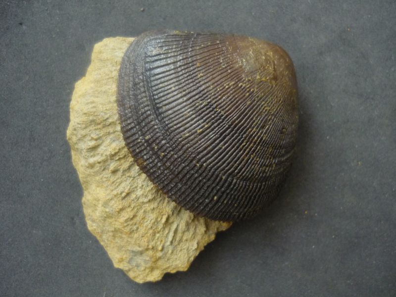 Plagiostoma cf. semicircularis (Goldfuss 1840)