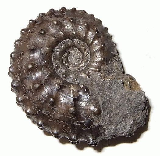 Leif_Kosmoceras_Zu_groussouvrei001 walluecke