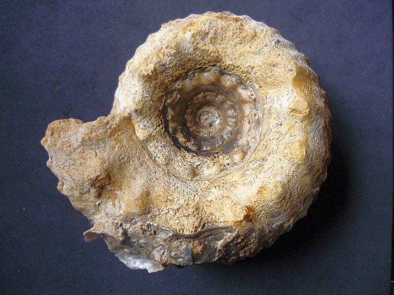 Erymnoceras coronatum