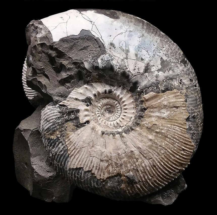 Kosmoceras jason