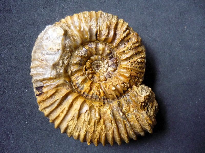 Reineckeia (Reineckeites) anceps