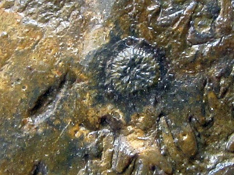 Aspendesia sp. (D'Orbigny 1850)