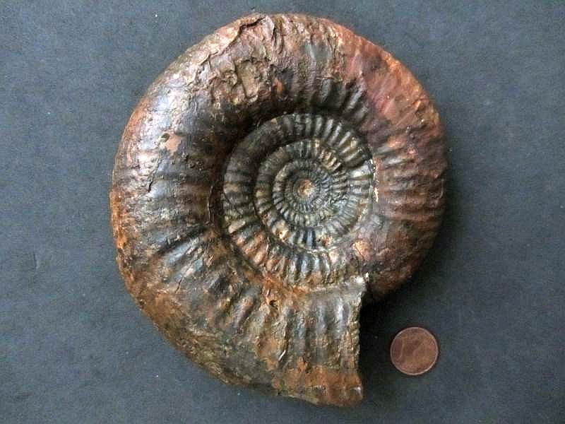 Bigotites (Prorsisphinctes) pseudomartinsi (Siemiradzski 1899)