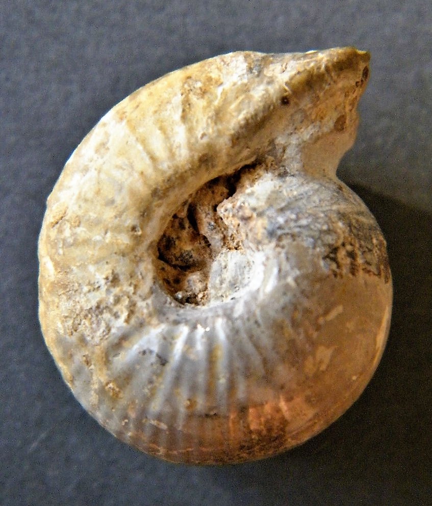 Bullatimorphites bombur (Oppel)