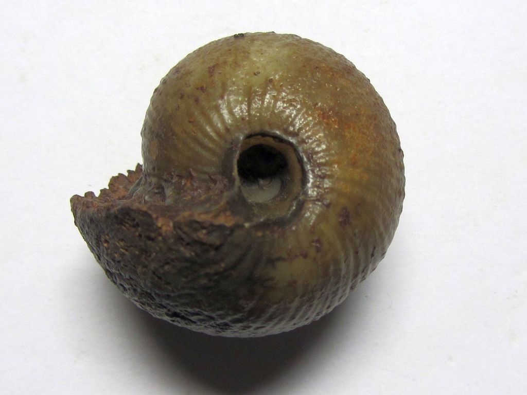 Bullatimorphites (Kheraiceras) bullatus (D'Orbigny 1846)