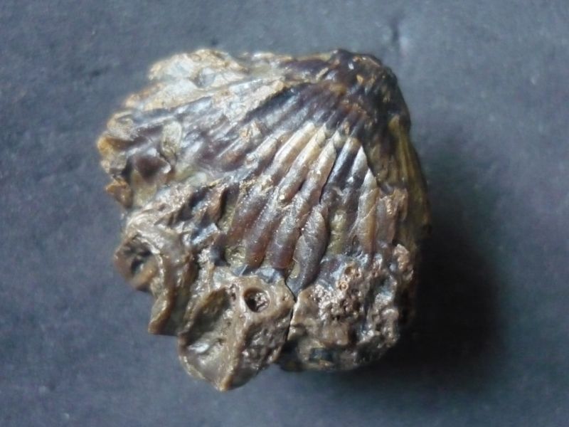 Cardiniarhynchia acuticosta (Zieten 1832)