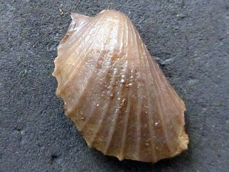 Oxytoma inaequivalvis (Sowerby 1819)