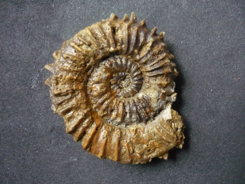 Strenoceras sp. (Hyatt 1900)