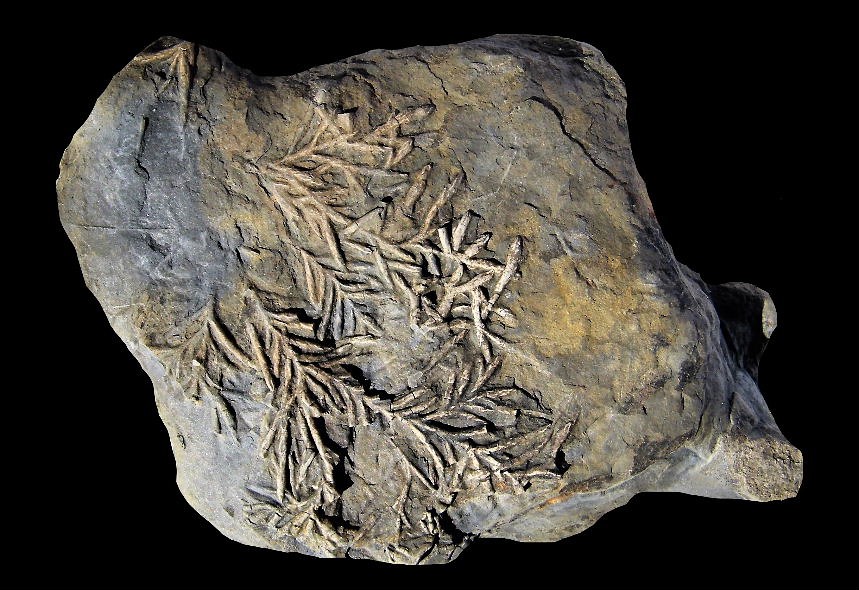 Chondrites ichnosp.