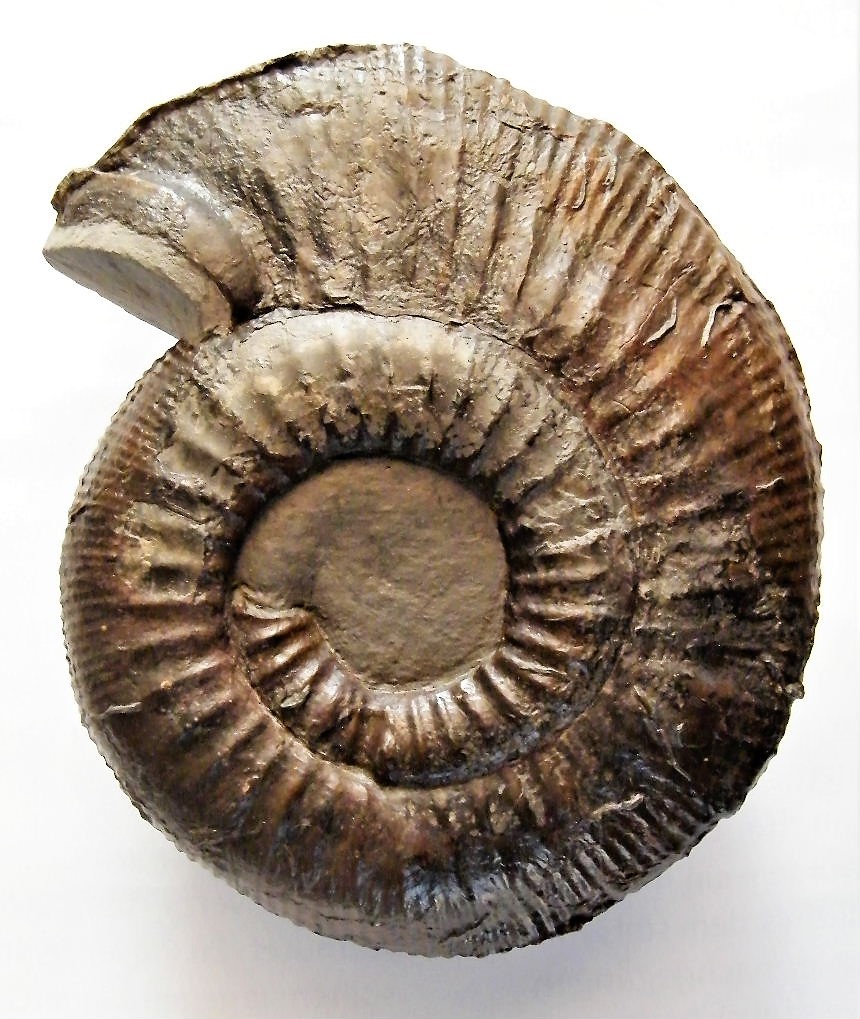 Emileia aff. contrahens Buckman