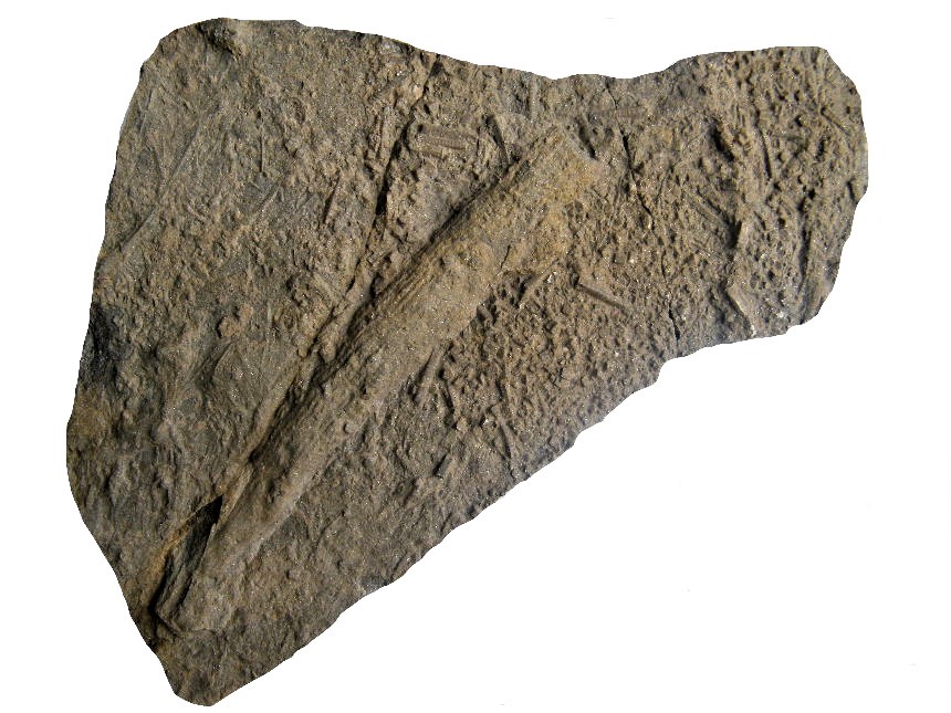 Palaeophycus ichnosp.