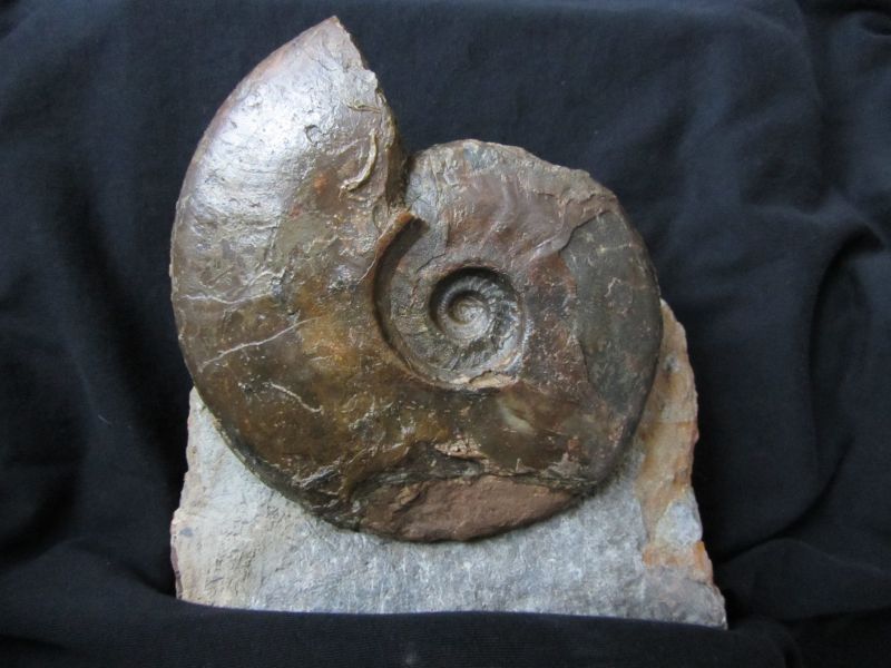 Brasilia (Apedogyria) platychora (Buckmann 1899)