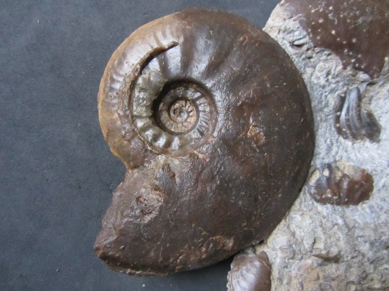 Costileioceras sinon (Bayle 1878)