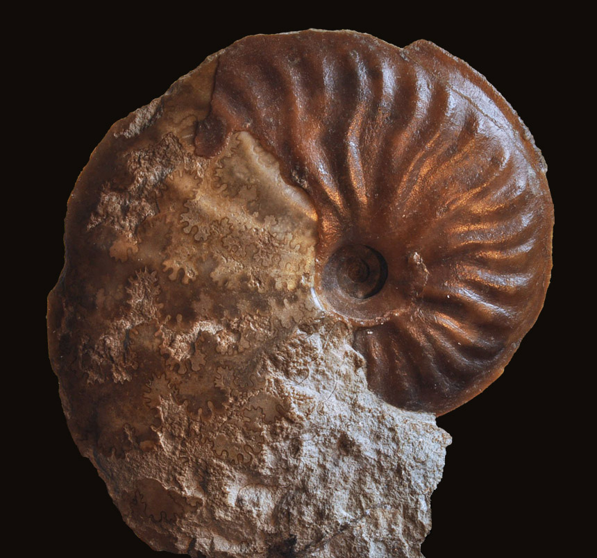 Staufenia staufensis (OPPEL, 1856) 