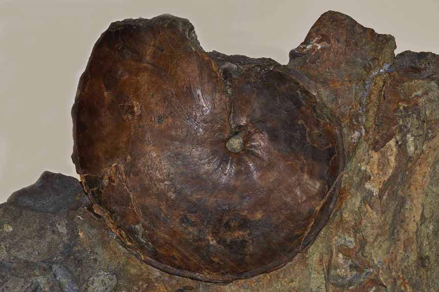 Staufenia staufensis (OPPEL)