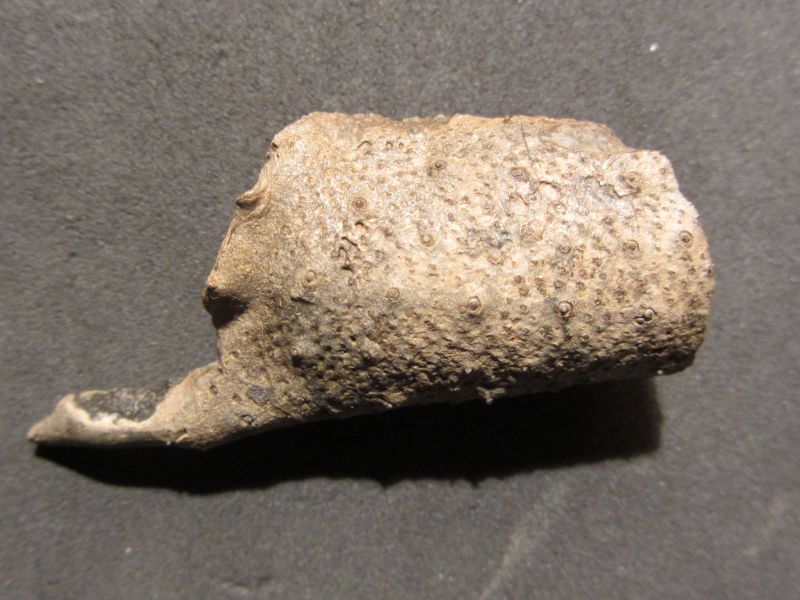 Stenodactylina rogerfurzei (Schweigert 2012)