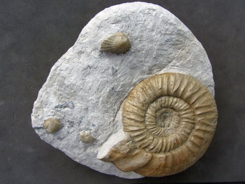 Ataxioceras (Parataxioceras) planulatum (Quenstedt)