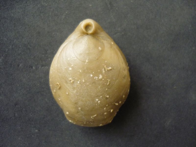Colosia zieteni (Loriol 1878)