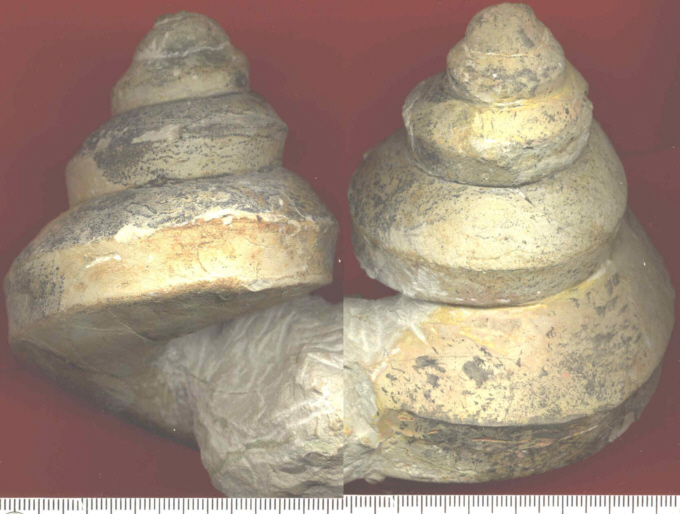 Bathrotomaria cf. babeauana
