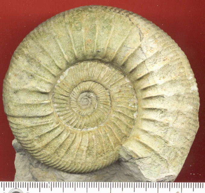 Orthosphinctes (Ardescia) sp.