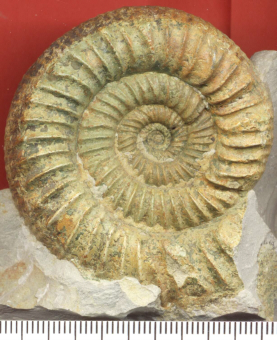 Orthosphinctes (Ardescia) proinconditus