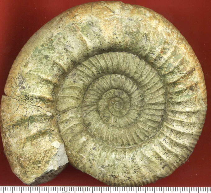 Orthosphinctes (Lithacosphinctes) sp