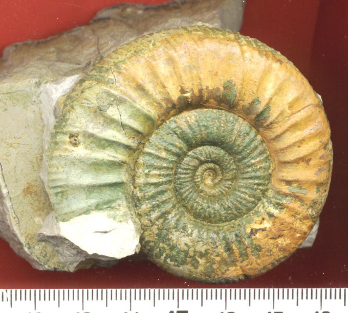 Orthosphinctes (Ardescia) sp