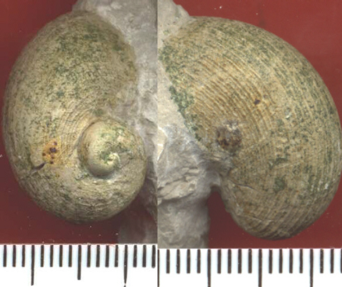 Neritopsis sp.