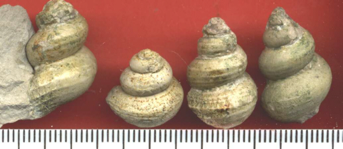 Amberleya sp.